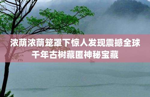 浓荫浓荫笼罩下惊人发现震撼全球千年古树藏匿神秘宝藏
